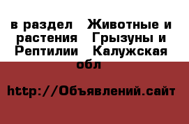  в раздел : Животные и растения » Грызуны и Рептилии . Калужская обл.